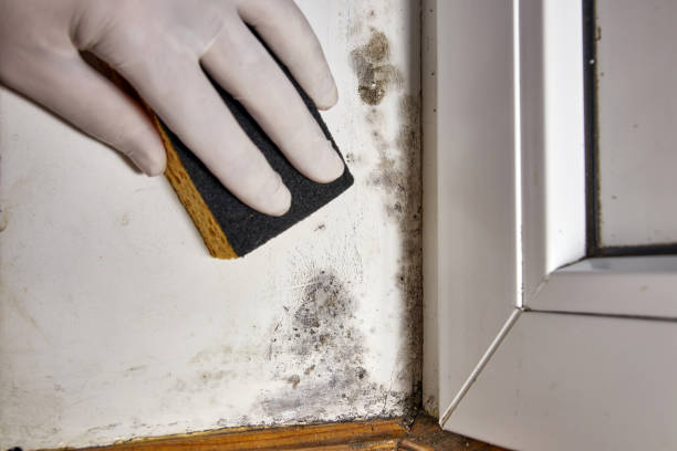 Mold Removal for HVAC Installations in Stonebridge, NJ